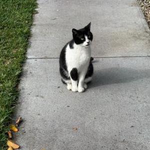 Image of Chispy, Lost Cat