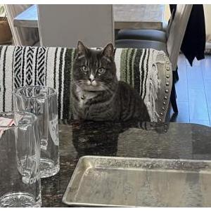 Image of Nubs, Lost Cat