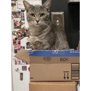 Image of Nico, Lost Cat