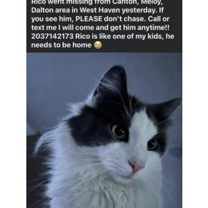 Image of Rico, Lost Cat