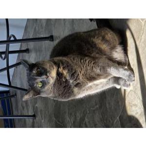 Image of Lily, Lost Cat