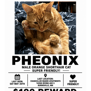 Image of Pheonix, Lost Cat