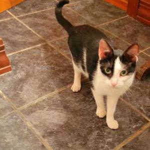 Image of Norma, Lost Cat