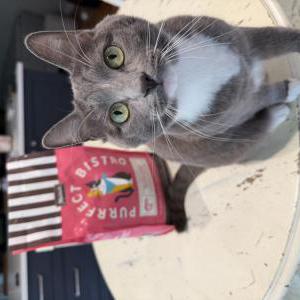 Image of Navy, Lost Cat