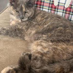 Lost Cat Pepper