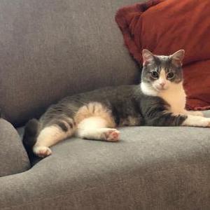 Image of Boo, Lost Cat