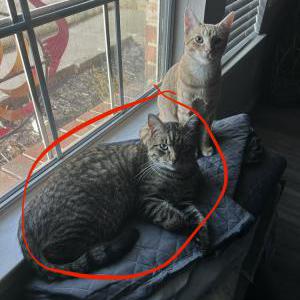 Lost Cat Bob