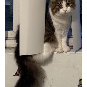 Image of Silvester, Lost Cat