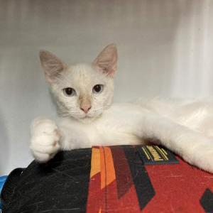 Image of Chili, Lost Cat