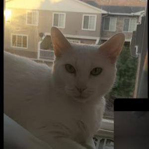 Image of Snow, Lost Cat