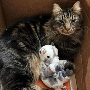 Image of Flash, Lost Cat
