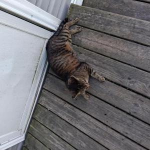 Image of Unknown, Found Cat