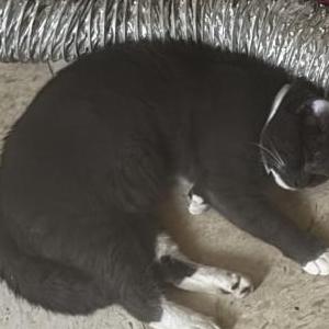 Lost Cat Perc