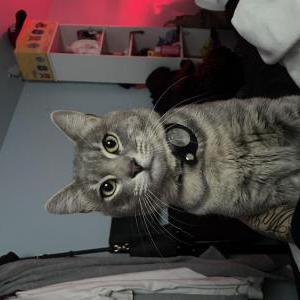 Image of mr. meow meow, Lost Cat