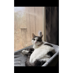 Image of Governor, Lost Cat