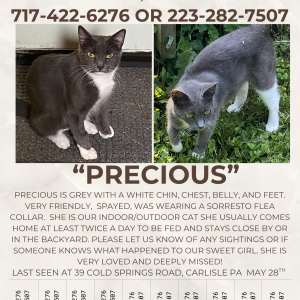 Image of Precious, Lost Cat