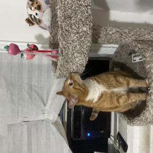 Image of Unknown, Found Cat