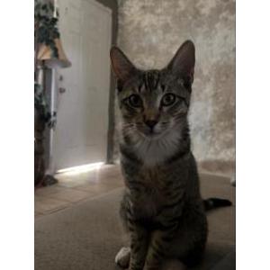 Image of Gato, Lost Cat