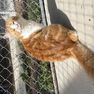 Image of Darwin, Lost Cat
