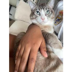 Image of Mochi, Lost Cat