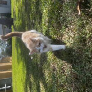 Image of Goldie, Lost Cat