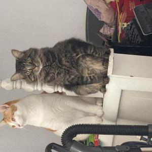 Image of Asta, Lost Cat