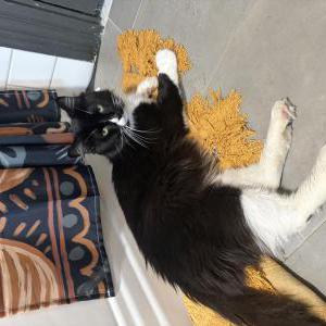 Image of Unknown, Found Cat