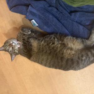 Lost 2 Chloe (New Jersey)