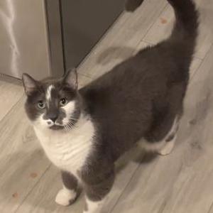 Image of Bowie, Lost Cat