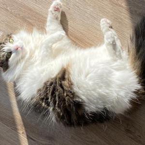 Lost Cat Winnie