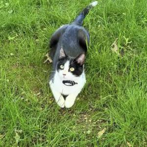 Image of Stormy, Lost Cat