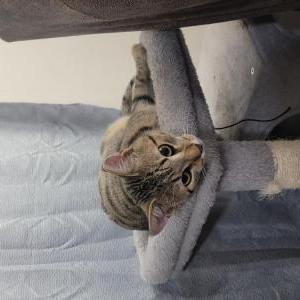 Image of Milo, Lost Cat