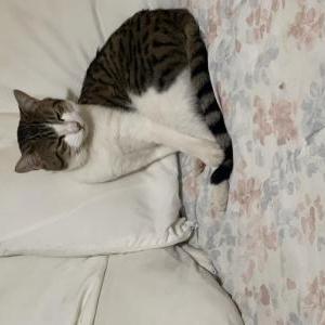 Image of Bondu, Lost Cat