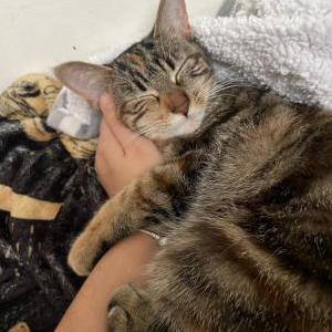 Image of Nala, Lost Cat