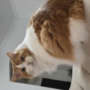 Image of Justin, Lost Cat
