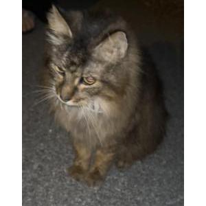 Image of unknown, Lost Cat