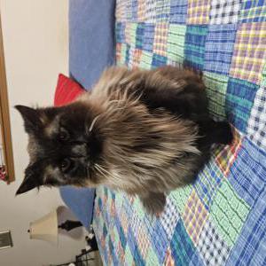 Image of Apollo, Lost Cat
