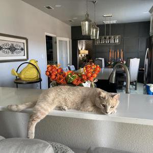 2nd Image of Frito-Lay, Lost Cat