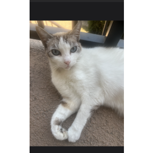 Image of Lilly, Lost Cat