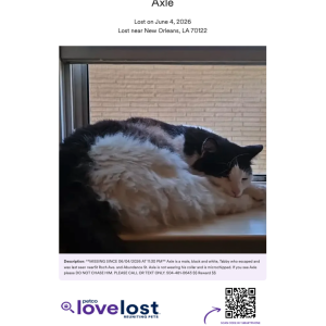 Image of Axle, Lost Cat