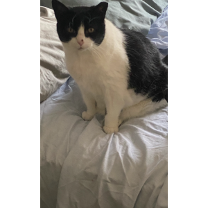 Image of Sweet pea, Lost Cat