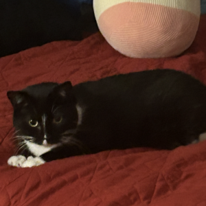 Image of Dolly, Lost Cat