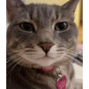 Image of Bella, Lost Cat