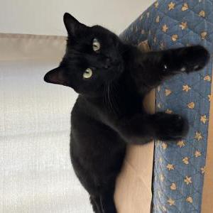 Image of Clovis, Lost Cat