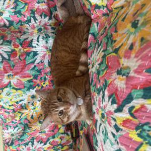 Image of nemo, Lost Cat