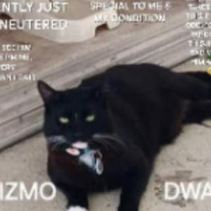 Lost 2 GIZMO MICHAEL (FL)