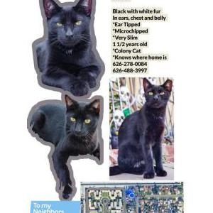 Image of Sonic, Lost Cat