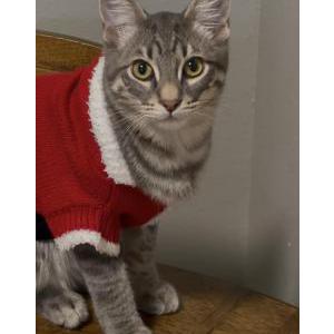 Image of Furb, Lost Cat