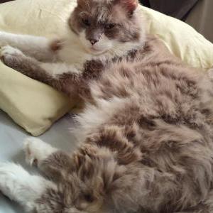 Image of The Wizard, Lost Cat