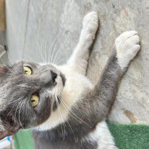 Image of Kit-ten, Lost Cat